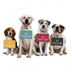 dog walker